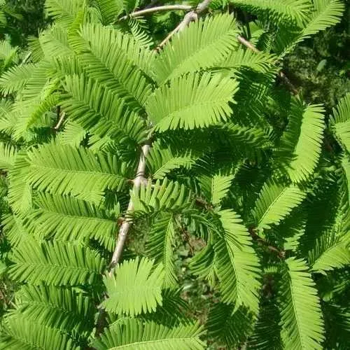 Метасеквойя  ГЛИПТОСТРОБОИДНАЯ   Метасеквойя  ГЛИПТОСТРОБОИДНАЯ  в Москве