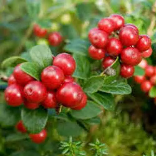 Брусника садовая РУНО БЕЛЯВСКИ  Брусника садовая РУНО БЕЛЯВСКИ в Москве