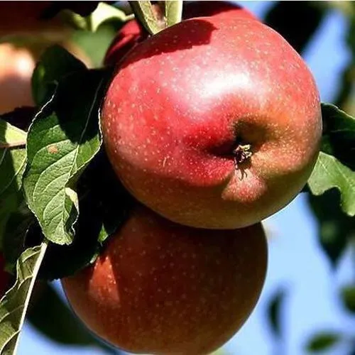 Яблоня АНТЕЙ КИЕВСКИЙ колонновидная  Яблоня АНТЕЙ КИЕВСКИЙ колонновидная в Москве