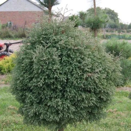 Туя вересковидная  Туя вересковидная в Москве