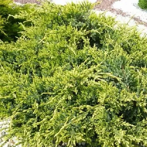 Можжевельник ГОЛД СТАР средний  Можжевельник ГОЛД СТАР средний в Москве