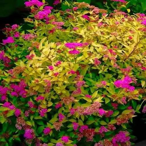 Спирея ГОЛДЕН ПРИНЦЕСС японская в Москве