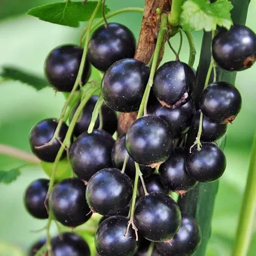 саженцы смородины саженцы смородины