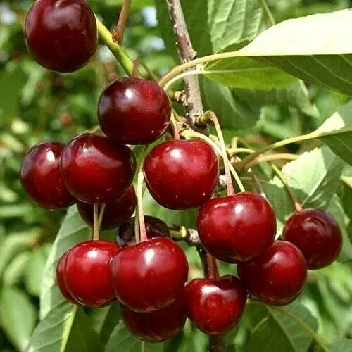 Вишня ЩЕДРАЯ Вишня ЩЕДРАЯ