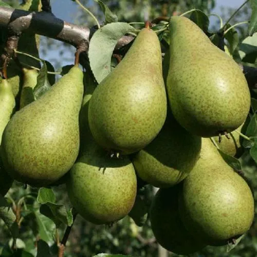 Саженцы груши Конференция Саженцы груши Конференция