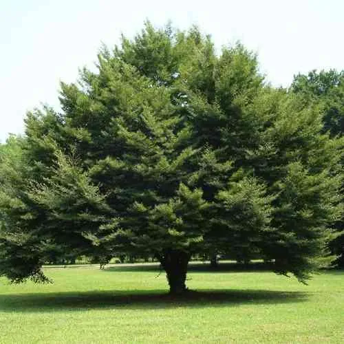 Бук обыкновенный  Бук обыкновенный в Москве