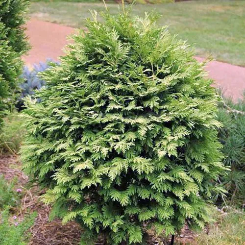 Туя ВАРЕАНА ЛЮТЕСЦЕНС западная  Туя ВАРЕАНА ЛЮТЕСЦЕНС западная в Москве