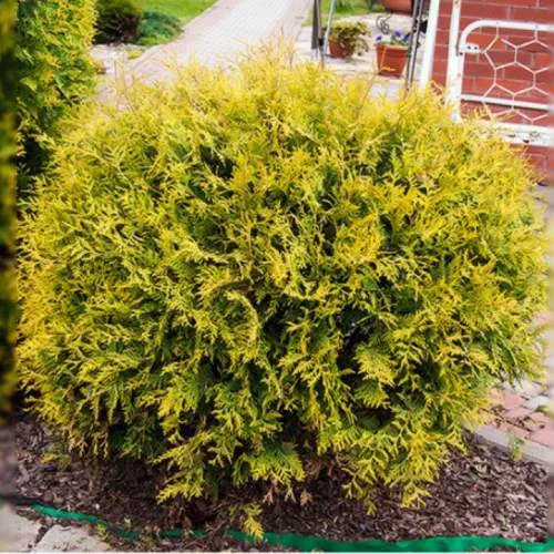 Туя КОЛЛЕРС ГОЛД складчатая  Туя КОЛЛЕРС ГОЛД складчатая в Москве