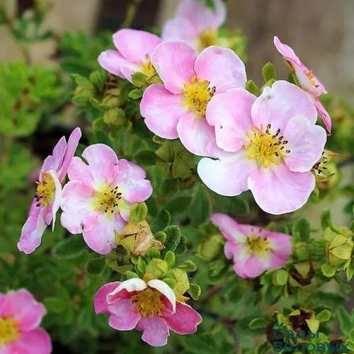 Лапчатка НЬЮ ДАУН кустарниковая  Лапчатка НЬЮ ДАУН кустарниковая в Москве