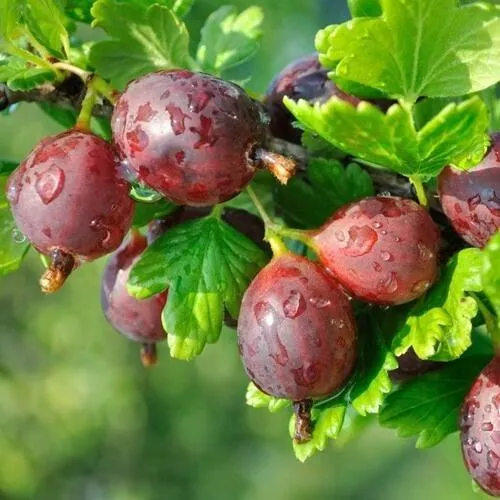 Крыжовник СЕРЕНАДА  Крыжовник СЕРЕНАДА в Москве