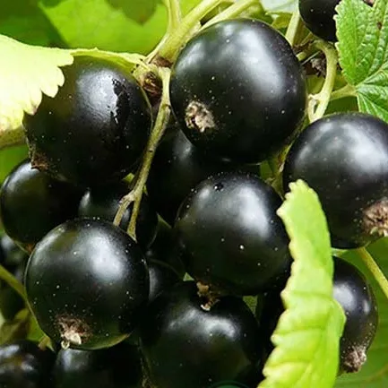 Смородина черная ЭБОНИ  Смородина черная ЭБОНИ в Москве