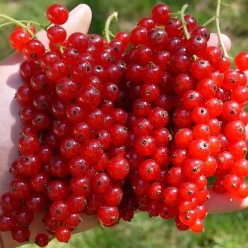 Смородина красная РЕД ПУЛ в Москве