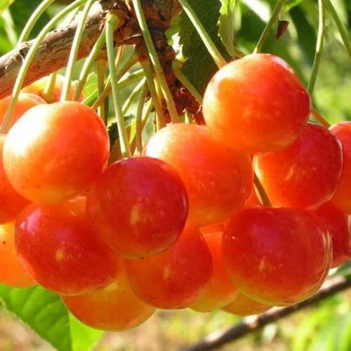 Черешня СОПЕРНИЦА  Черешня СОПЕРНИЦА в Москве