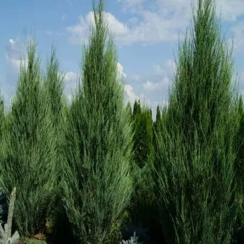 Можжевельник СКАЙРОКЕТ скальный  Можжевельник СКАЙРОКЕТ скальный в Москве