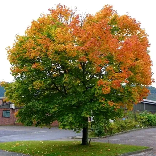 Клен остролистный  Клен остролистный в Москве