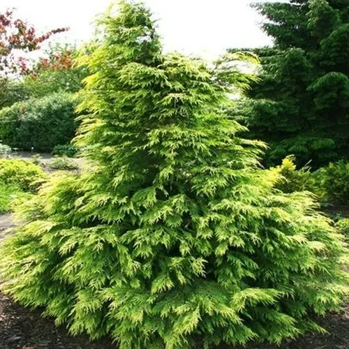 Кипарисовик САНКИСТ лавсона  Кипарисовик САНКИСТ лавсона в Москве