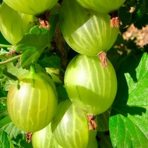 Крыжовник МАЛАХИТ в Москве