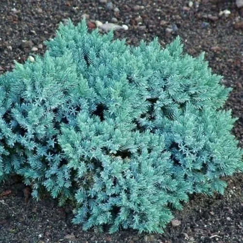 Можжевельник БЛЮ СТАР чешуйчатый  Можжевельник БЛЮ СТАР чешуйчатый в Москве