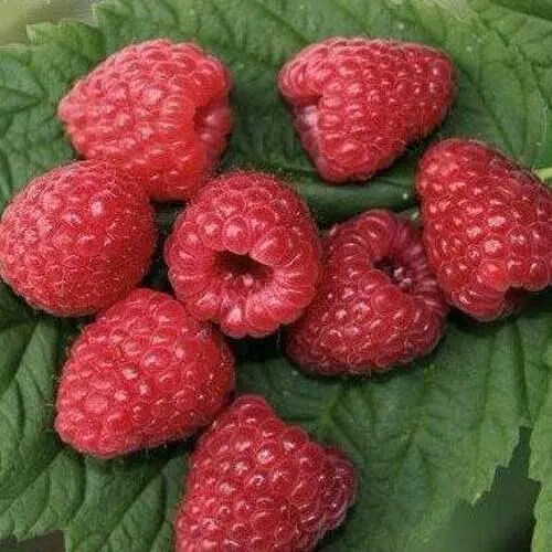 Малина ЗЮГАНА  Малина ЗЮГАНА в Москве