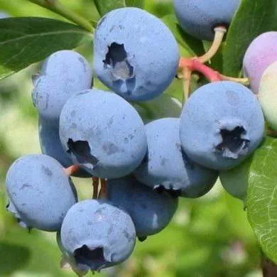 Поздние сорта Поздние сорта в Москве