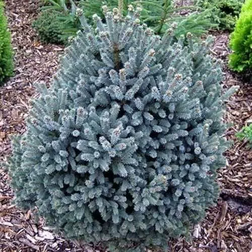 Ель НАНА сизая  Ель НАНА сизая в Москве