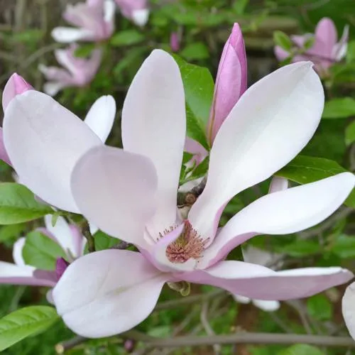 Магнолия ДЖОРДЖ ГЕНРИ КЕРН в Москве
