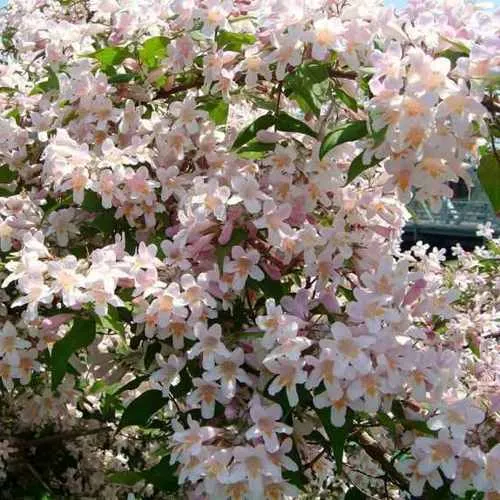 Кольквиция прелестная в Москве