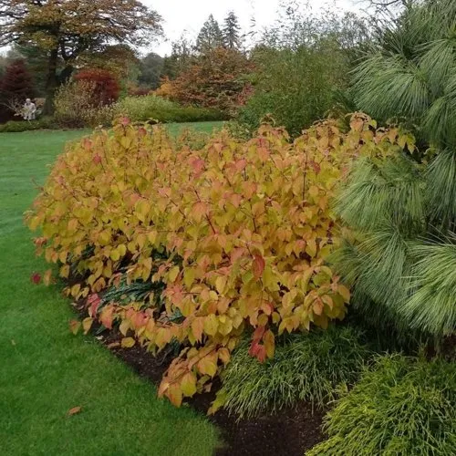 Дерен  АННА ВИНТЕР ОРАНЖ кроваво-красный   в Москве