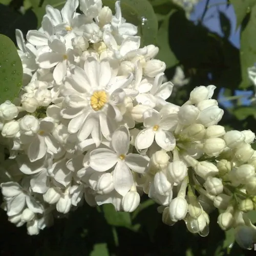 Сирень РОЧЕСТЕР в Москве