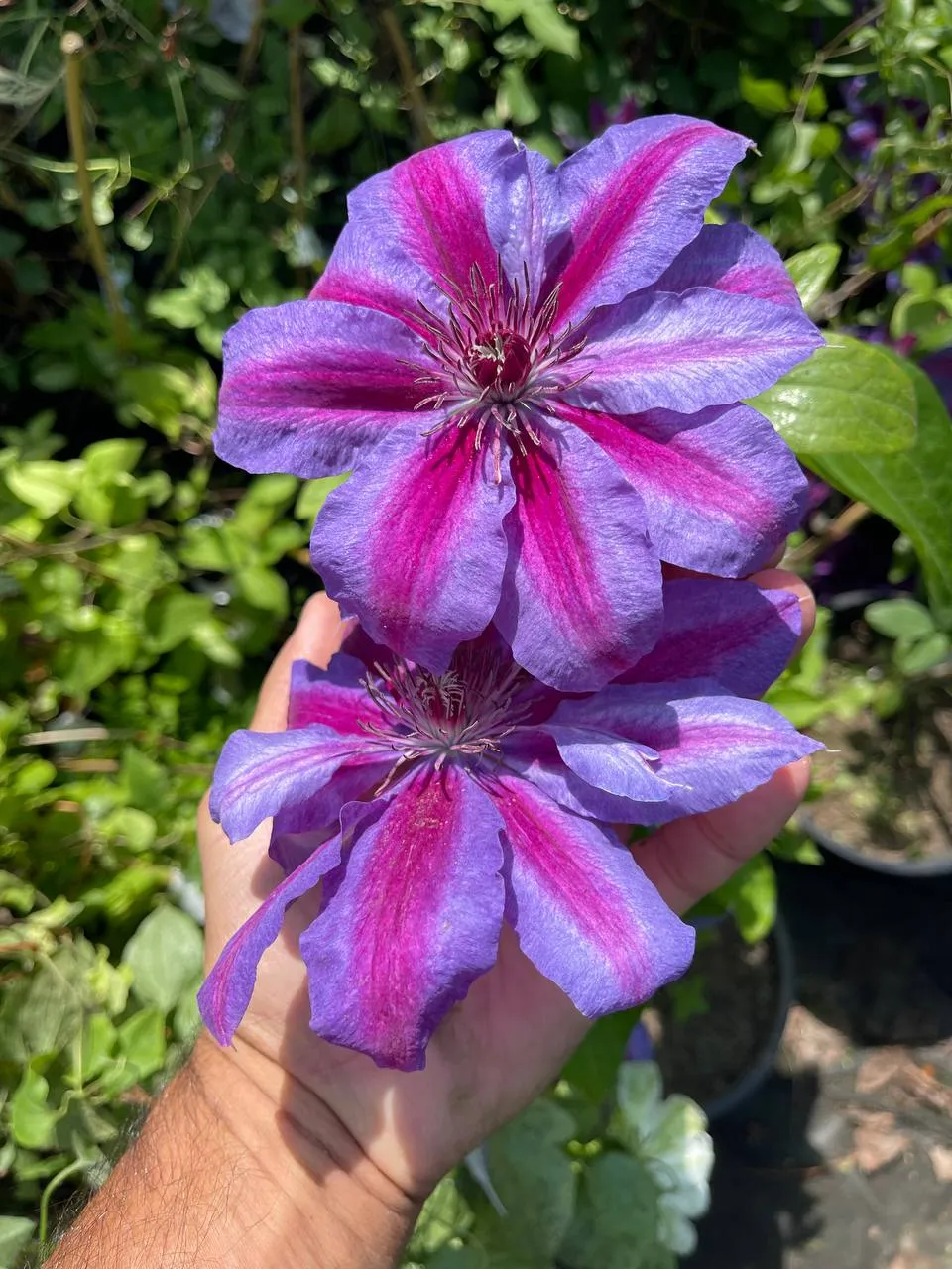 Светлана Марина  Светлана Марина