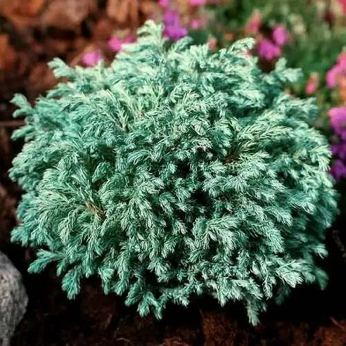 Кипарисовик БЕБИ БЛЮ горохоплодный  Кипарисовик БЕБИ БЛЮ горохоплодный в Москве