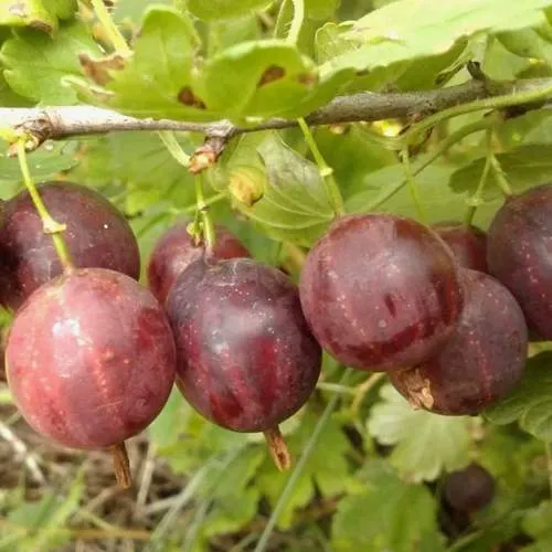 Крыжовник СМЕНА  Крыжовник СМЕНА в Москве