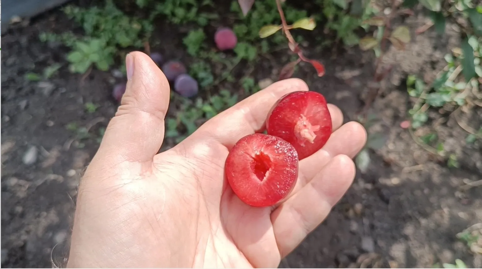 Алексей Алексей