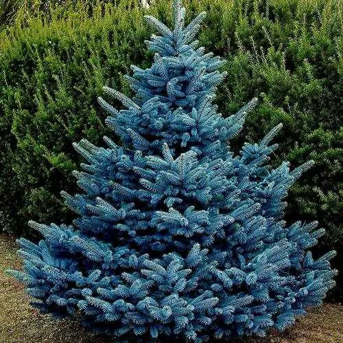 Ель МАДЖЕСТИК БЛЮ колючая  Ель МАДЖЕСТИК БЛЮ колючая в Москве