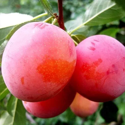 Слива КОМЕТА  Слива КОМЕТА в Москве