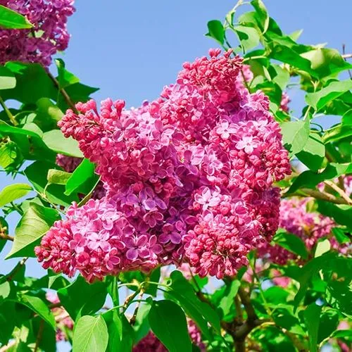 Сирень КРАСНАЯ МОСКВА в Москве