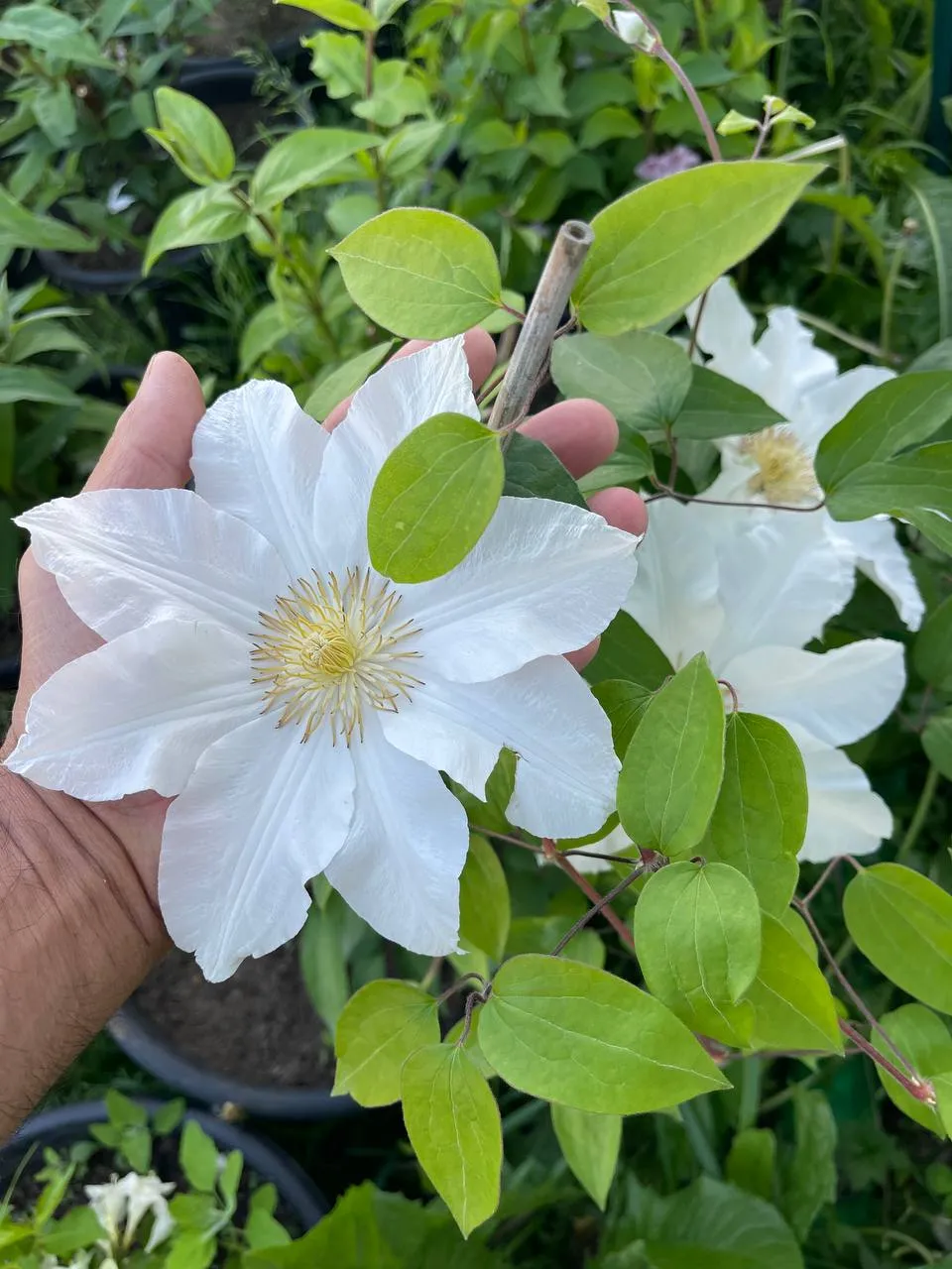 Светлана Марина Светлана Марина