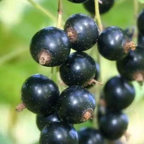 Смородина черная СТРЕЛЕЦ  Смородина черная СТРЕЛЕЦ в Москве