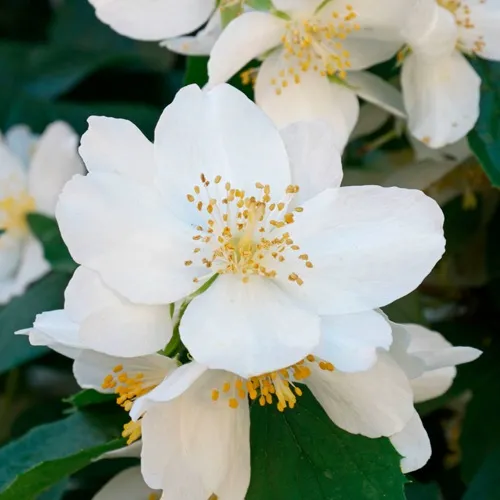 Жасмин ЮСТИНКА в Москве