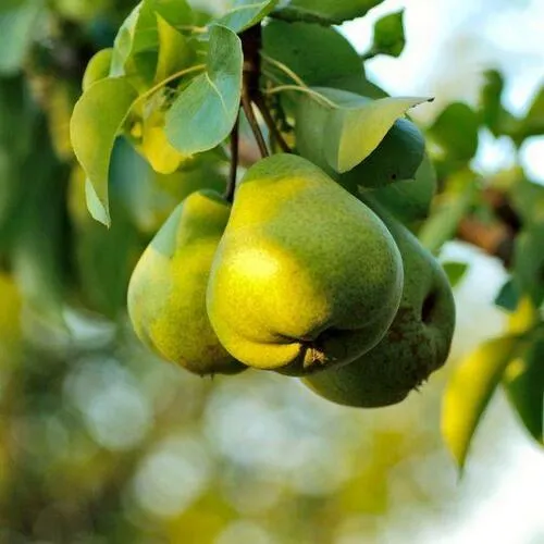 Груша СТОЛИЧНАЯ колонновидная  Груша СТОЛИЧНАЯ колонновидная в Москве