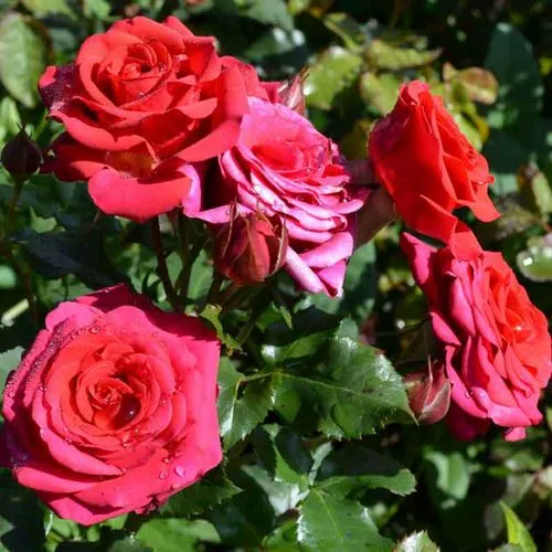 Саженцы роз МИРАБЕЛЬ спрей  Саженцы роз МИРАБЕЛЬ спрей в Москве