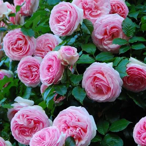 Саженцы роз ПЬЕР ДЕ РОНСАР плетистая  Саженцы роз ПЬЕР ДЕ РОНСАР плетистая в Москве