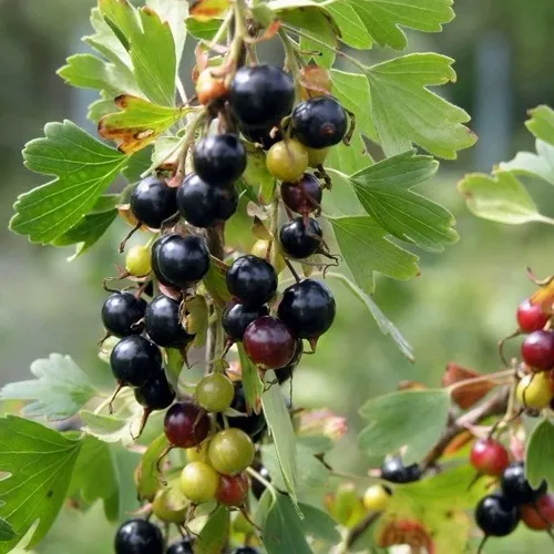 Смородина золотистая ПЛОТНОМЯСАЯ  Смородина золотистая ПЛОТНОМЯСАЯ в Москве