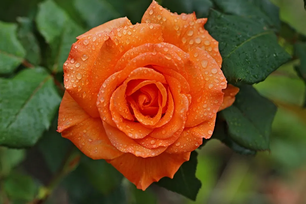 Оранжевые розы.jpeg Оранжевые розы.jpeg