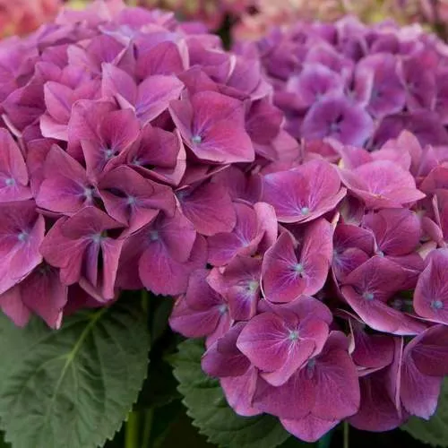 гортензия крупнолистная розовая.jpg гортензия крупнолистная розовая.jpg