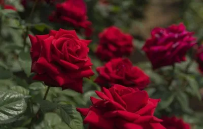 Бордовые розы.jpg Бордовые розы.jpg