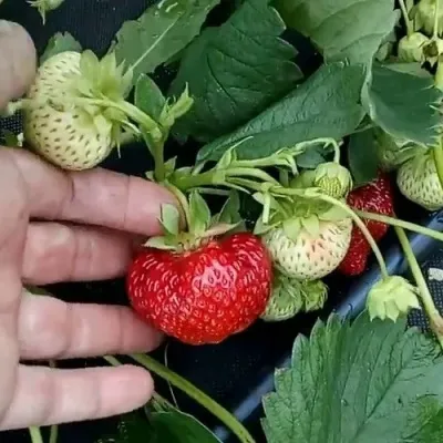 Клубника КИМБЕРЛИ — описание сорта Клубника КИМБЕРЛИ в Москве