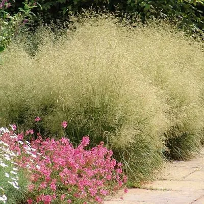 Щучка ГОЛДШЛЕЕР дернистая Щучка ГОЛДШЛЕЕР дернистая