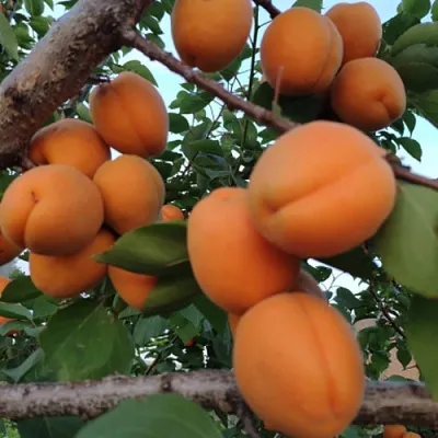 Абрикос ГОЛД РИЧ  Абрикос ГОЛД РИЧ в Москве