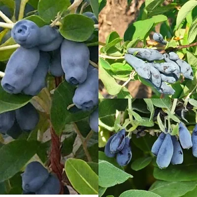 Комплект СЕВЕРНЫЕ ВИТАМИНЫ  Комплект СЕВЕРНЫЕ ВИТАМИНЫ в Москве